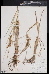 Carex rostrata image