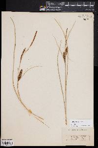 Carex rostrata image