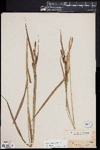 Carex shortiana image