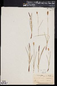 Carex spectabilis image