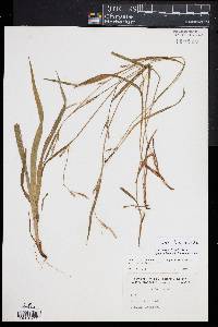 Carex striatula image