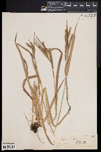 Carex scabrata image