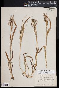 Carex scabrata image