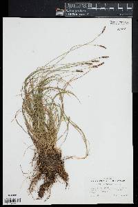 Carex scirpoidea image