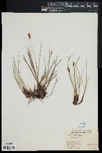 Carex scirpoidea image