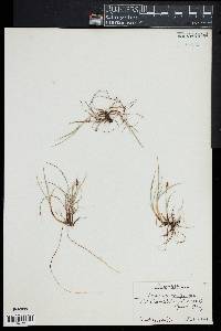 Carex scirpoidea image