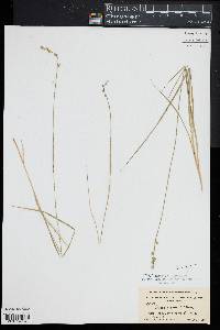 Carex seorsa image