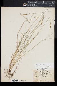 Carex seorsa image