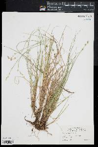 Carex seorsa image