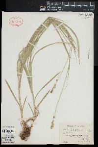 Carex sparganioides image