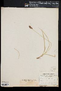 Carex spicata image