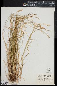 Carex spicata image