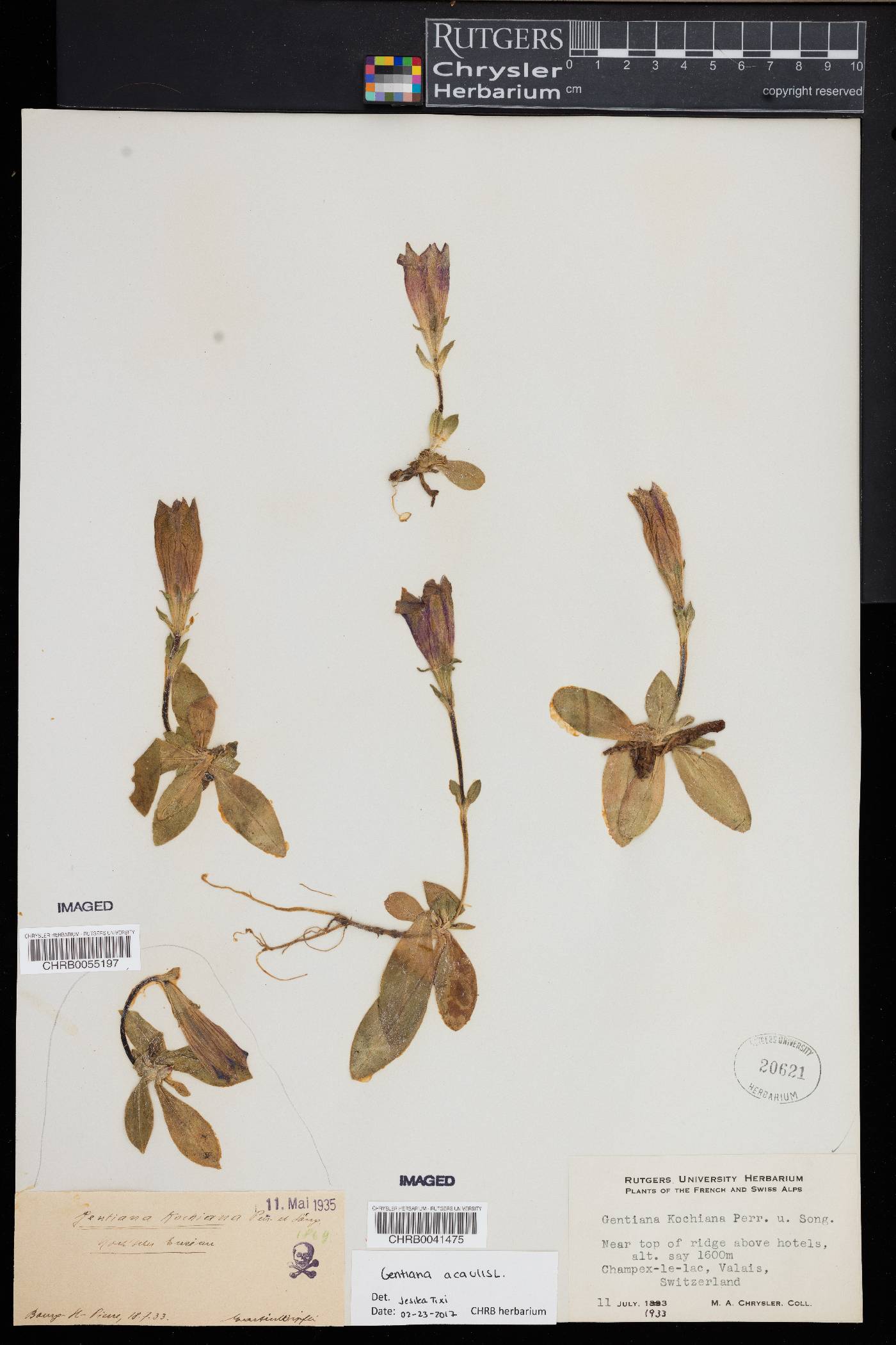 Gentiana acaulis image