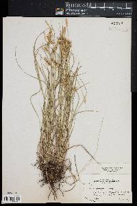 Carex sprengelii image