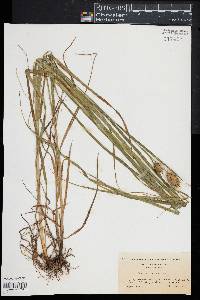 Carex squarrosa image