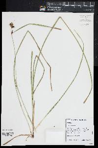 Carex squarrosa image