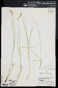 Carex straminea image