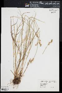 Carex straminea image