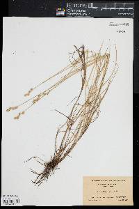 Carex straminea image