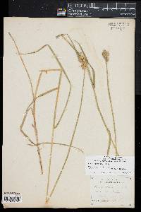 Carex straminea image