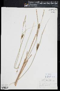 Carex striata image