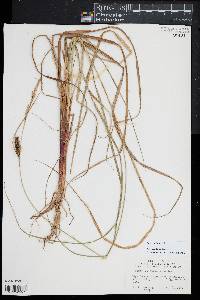 Carex striata image