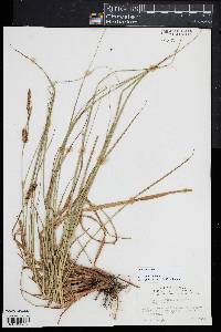 Carex striata image