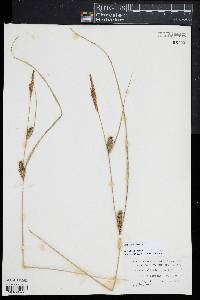 Carex striata image