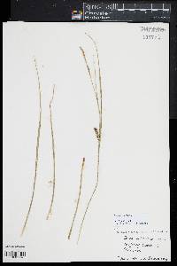 Carex striata image