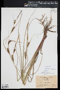 Carex striata image