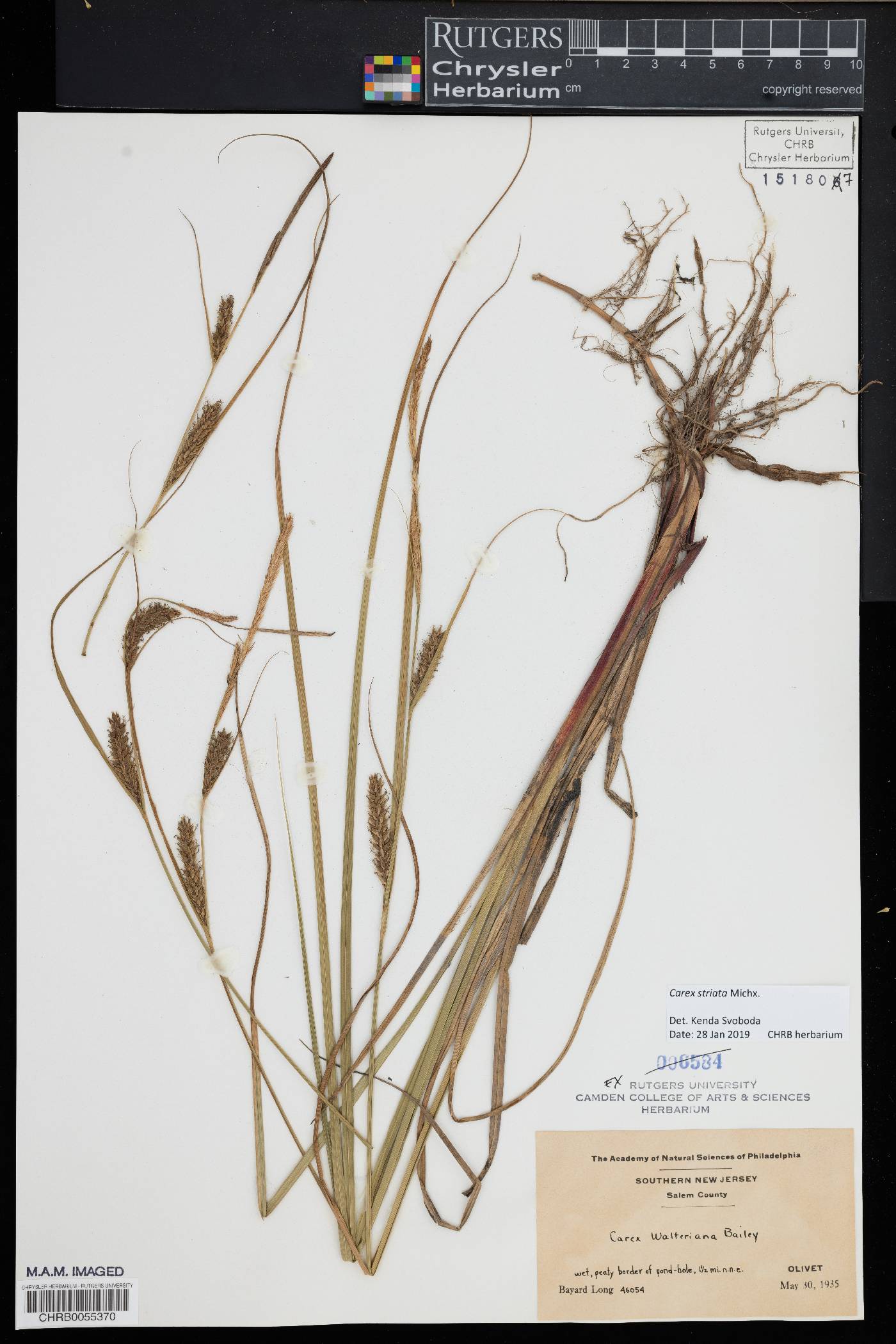 Carex striata image