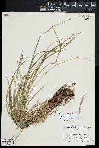 Carex swanii image