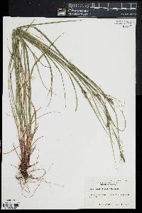 Carex swanii image