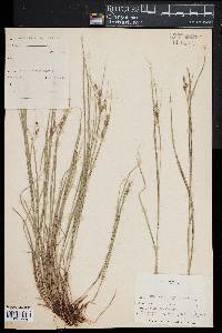 Carex swanii image