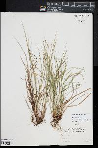 Carex swanii image