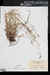 Carex swanii image