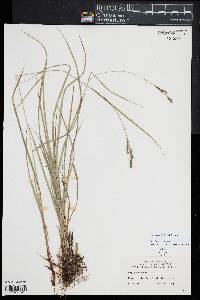 Carex swanii image