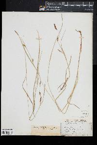 Carex tetanica image