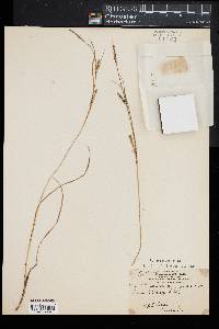 Carex tetanica image