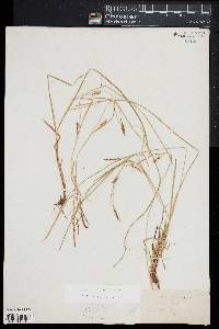 Carex tetanica image