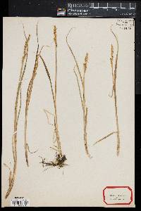 Carex tetanica image