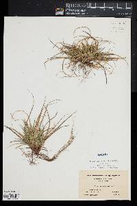 Carex tonsa image