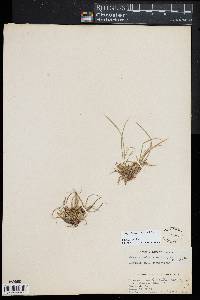 Carex tonsa image