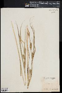 Carex trichocarpa image