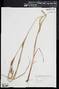 Carex trichocarpa image