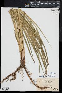 Carex trichocarpa image