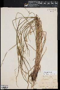 Carex tuckermanii image