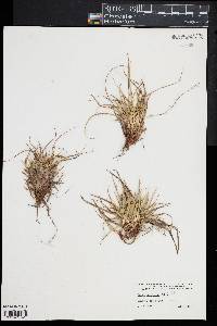 Carex umbellata image