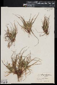 Carex umbellata image