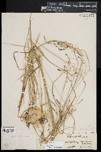 Carex venusta image